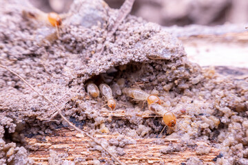 termite