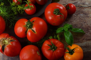Red, ripe tomatoes and basil, dill on a dark background. Harvesting organic tomatoes