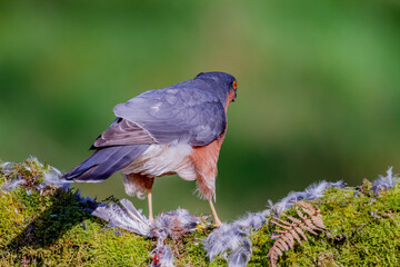 Sparrowhawk (Accipiter nisus), perched sitting on a plucking post with prey. Scotland, UK