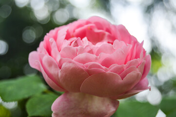 Pink Camelia