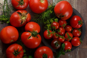 Red, ripe tomatoes and basil, dill on a dark background. Harvesting organic tomatoes