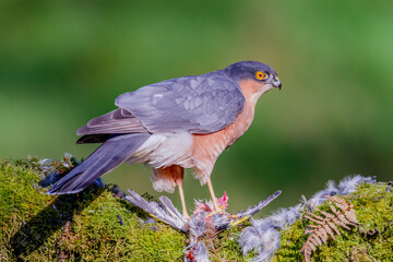 Sparrowhawk (Accipiter nisus), perched sitting on a plucking post with prey. Scotland, UK
