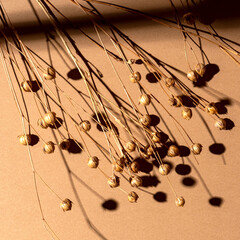 Dry flower branches on a brown background. Contrast photo with sun shadow. Minimal floral background.