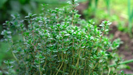 bush of growing thyme with green leaves in the garden - obrazy, fototapety, plakaty
