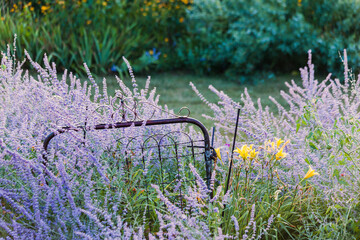 A rustic gate surrounded by purple Russian sage in a garden.