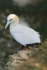 Gannet on the rocks