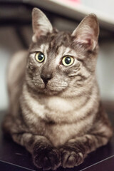 emotions and life difficulties of cats