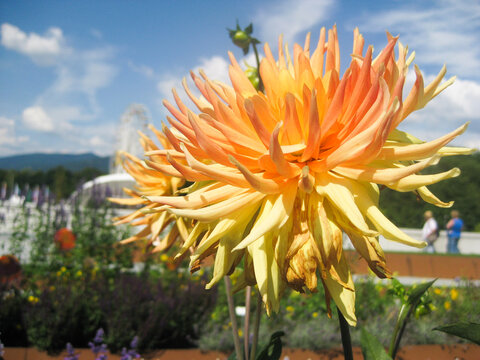 Dahlia