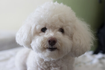 Cachorro Poodle pequeno Fofo olhando para câmera