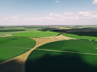 fields with crops top view