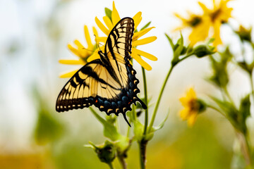 A tiger swallowtail butterfly on cup plant with the sky in the background