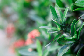 Green Ixora leaf background and  nature wallpaper.