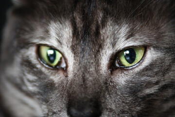 emotions and life difficulties of cats © Viacheslav