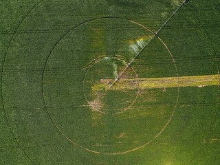 harvest in the field top view