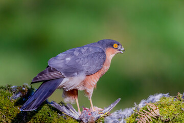 Sparrowhawk (Accipiter nisus), perched sitting on a plucking post with prey. Scotland, UK