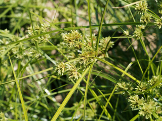 Cyperus textilis ou touffes de carex plat ou herbe panier aux tiges nues en forme de parapluie surmontées de bractées épineuses brun-vert