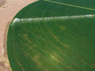 harvest in the field top view