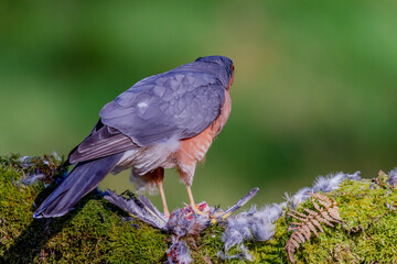 Sparrowhawk (Accipiter nisus), perched sitting on a plucking post with prey. Scotland, UK