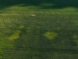 harvest in the field top view