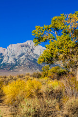 Cottonwood Trees and Lone Pine Peak in the Sierra Nevada Range , Alabama Hills National Recreation Area, California, USA
