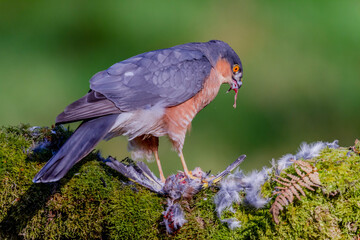 Sparrowhawk (Accipiter nisus), perched sitting on a plucking post with prey. Scotland, UK