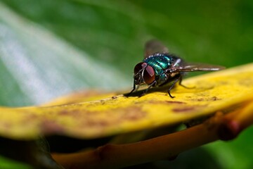 fly on a leaf