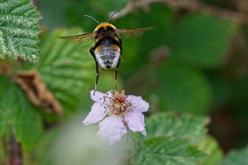 white-tailed bumblebee leaving a flower 
