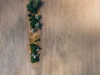 .texture of fields and trees top view