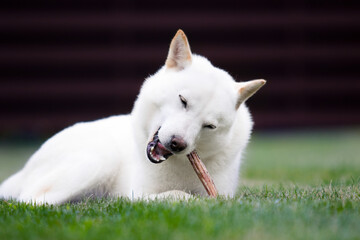 dog chewing food antler