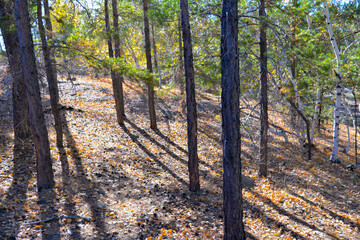 Trunks of trees in a pine forest in the sun.
