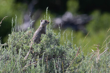 Ground Squirrel