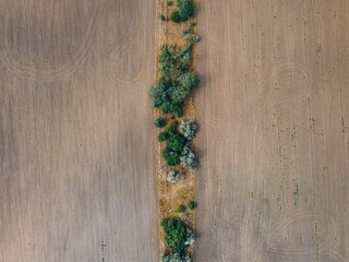 .texture of fields and trees top view