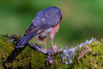 Sparrowhawk (Accipiter nisus), perched sitting on a plucking post with prey. Scotland, UK