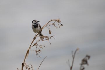 Bachstelze (Motacilla alba) mit Beute im Schnabel, Müritz, Deutschland, Europa