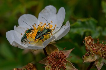 Two false oil beetle (Oedemera nobilis) on a flower