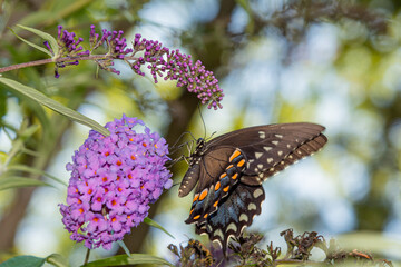 Black swallowtail butterfly perched on purple flower of butterfly bush in garden