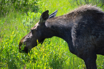 Moose Closeup