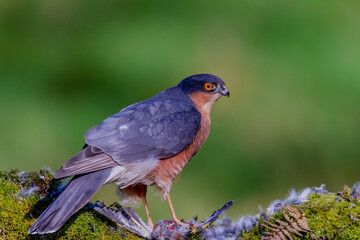 Sparrowhawk (Accipiter nisus), perched sitting on a plucking post with prey. Scotland, UK