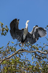 Grey Heron in tree, Kushiro, Hokkaido, Japan