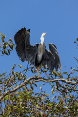 Grey Heron in tree, Kushiro, Hokkaido, Japan
