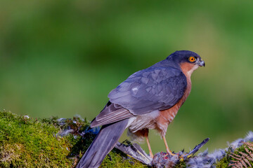 Fototapeta premium Sparrowhawk (Accipiter nisus), perched sitting on a plucking post with prey. Scotland, UK