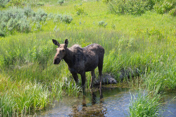 Moose in Water