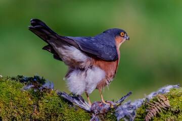 Sparrowhawk (Accipiter nisus), perched sitting on a plucking post with prey. Scotland, UK