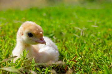 Little turkey on green grass. Turkey-poult close up. Turkey chick walking in the air. Eco farm