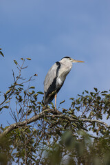 Grey Heron in tree, Kushiro, Hokkaido, Japan