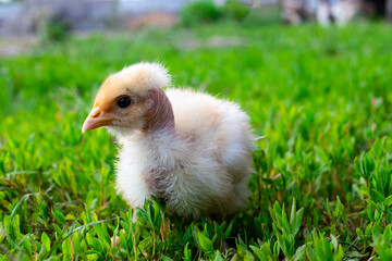 Naked neck chicken on the farm. Little yellow chicken on green grass in a field. Close up naked neck chicken.