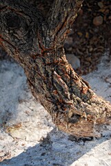 Mastic gum, Pistacia lentiscus small trees in Mesta village, southern Chios island, Greece.