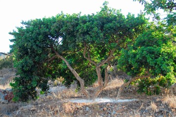 Mastic gum, Pistacia lentiscus small trees in Mesta village, southern Chios island, Greece.