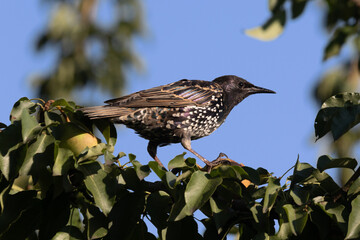 A black starling with rainbow plumage and a black beak walks along the branches of an apple tree in search of food. Summer day, blue sky. City birds. Wild nature. Close-up.