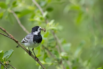 Bachstelze (Motacilla alba) mit Beute im Schnabel, Müritz, Deutschland, Europa